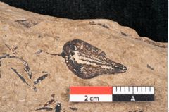 Foto (Detailansicht) von Araucaria sternbergii Goeppert (NHMW-GEO-2024-0188-8277)